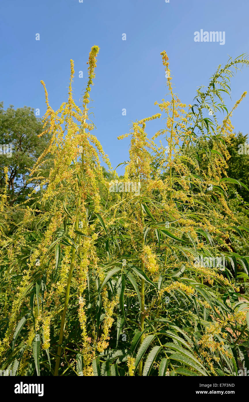 Akalbir, hemplike Pflanze (Datisca Cannabina), blühend, ursprünglich aus Asien Stockfoto