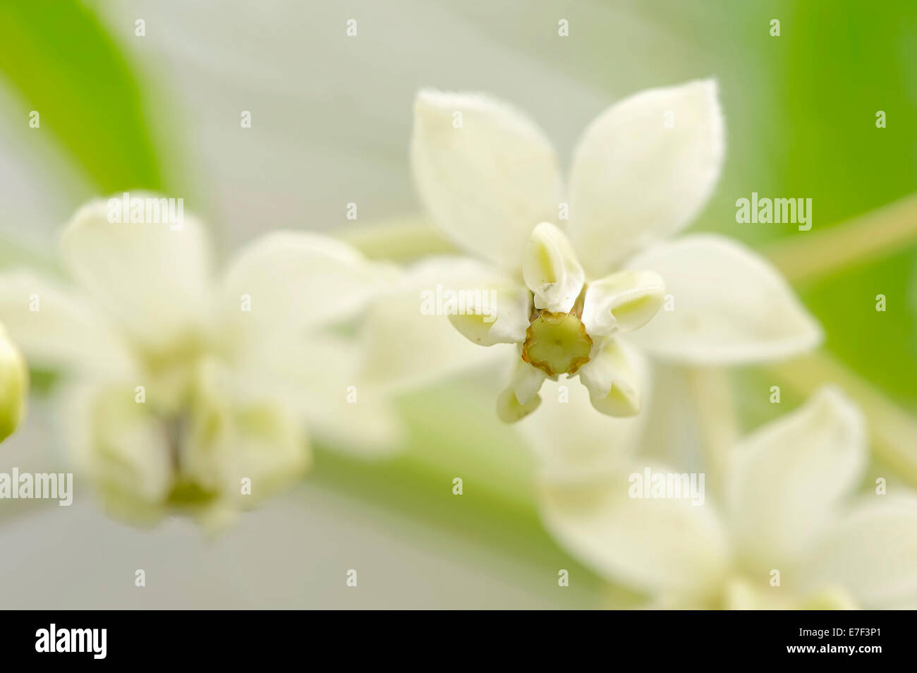 Schmal-Blatt Baumwolle Bush oder Wolfsmilch (Gomphocarpus Fruticosus, Asclepias Fruticosa), Blume, native ins südliche Afrika, östliche Stockfoto