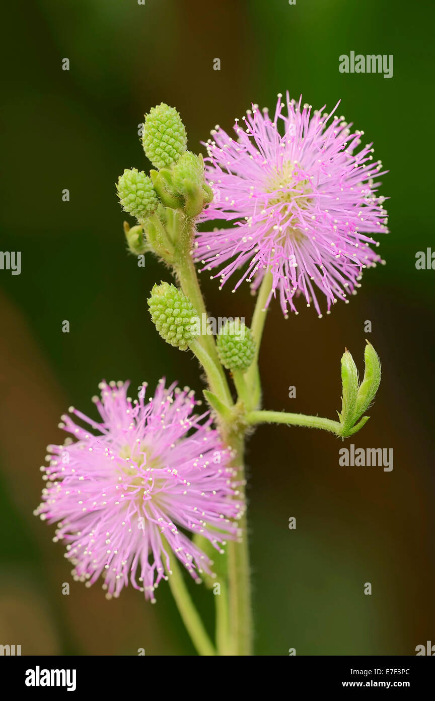 Mimosa, Shameplant oder Sinnpflanze (Mimosa Pudica) Blüten, die ursprünglich aus Südamerika Stockfoto