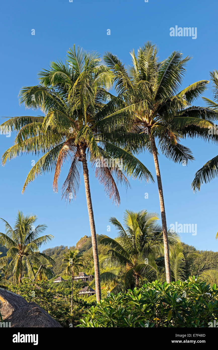Palmen gegen eine tropische Landschaft, Moorea, Französisch-Polynesien Stockfoto