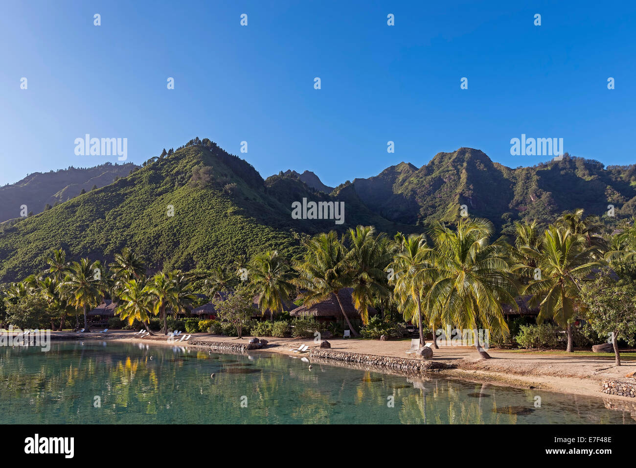 Palmenhain in der Lagune, Moorea, Französisch-Polynesien Stockfoto