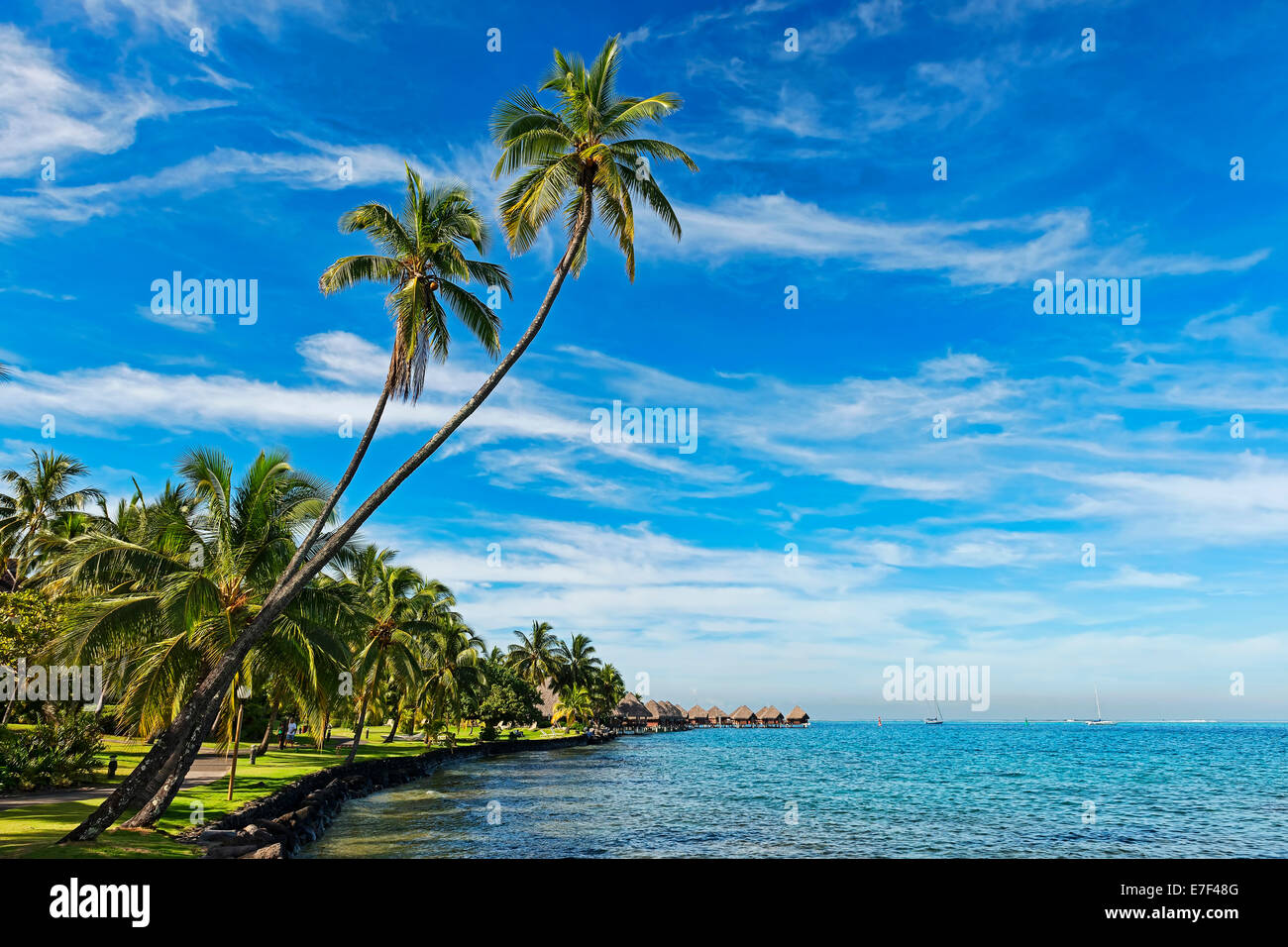 Palmen am Ufer vor Overwater Bungalows, Moorea, Französisch-Polynesien Stockfoto