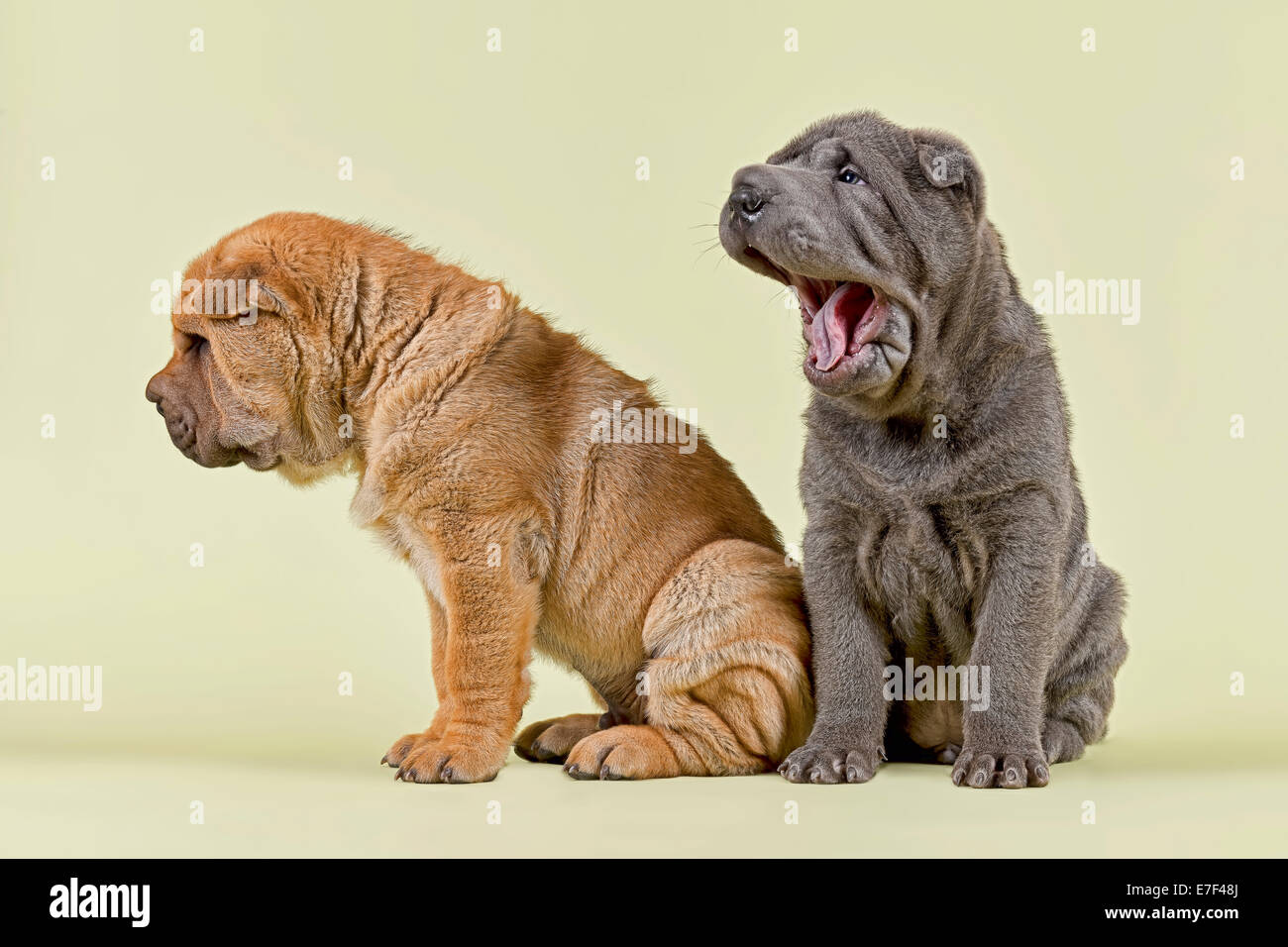 Shar-Pei Hunde, Rüde, Welpen, 8 Wochen alt, Farben rot und blau Stockfoto