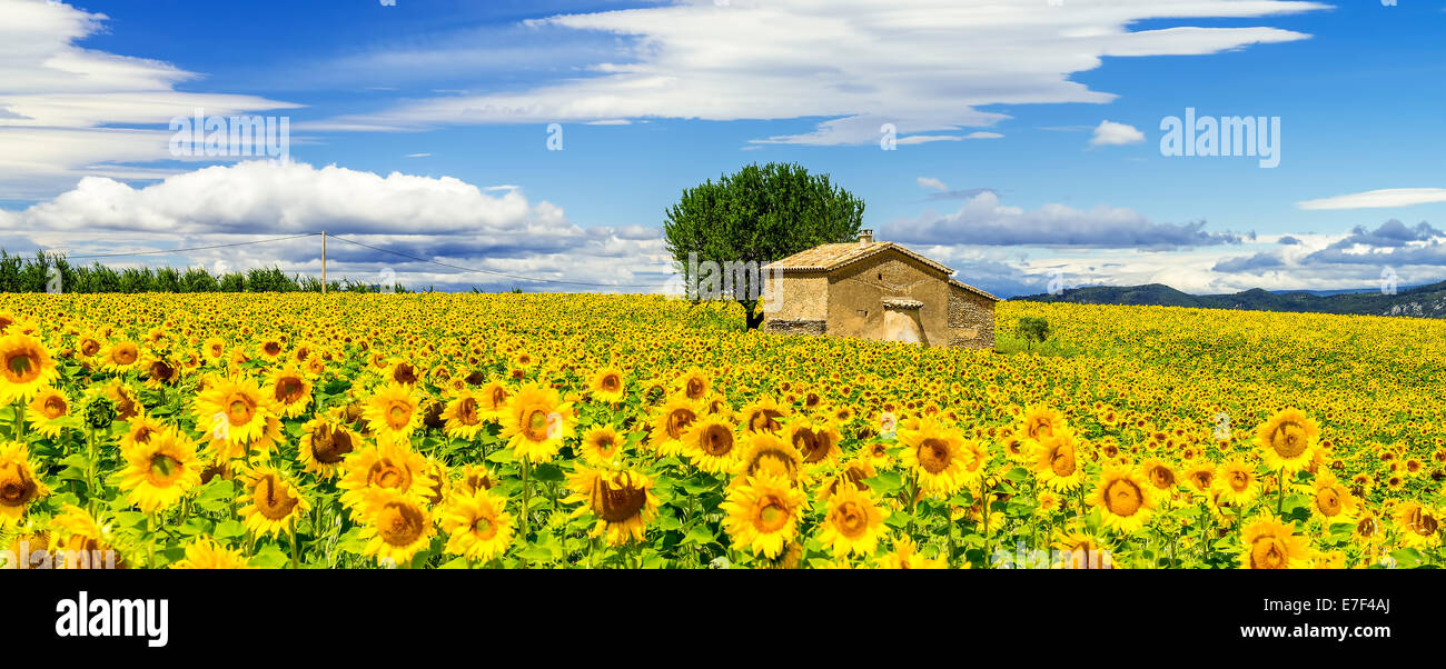 Wunderschöne Landschaft mit Sonnenblumenfeld bewölkten blauen Himmel und strahlender Sonne leuchten Stockfoto