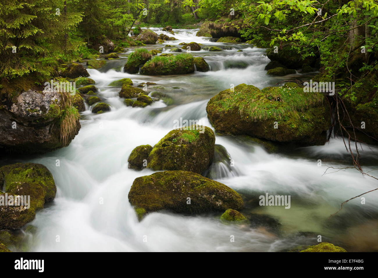 Bach mit moosbewachsenen Steinen, Gollinger Wasserfall, Salzburg, Österreich Stockfoto