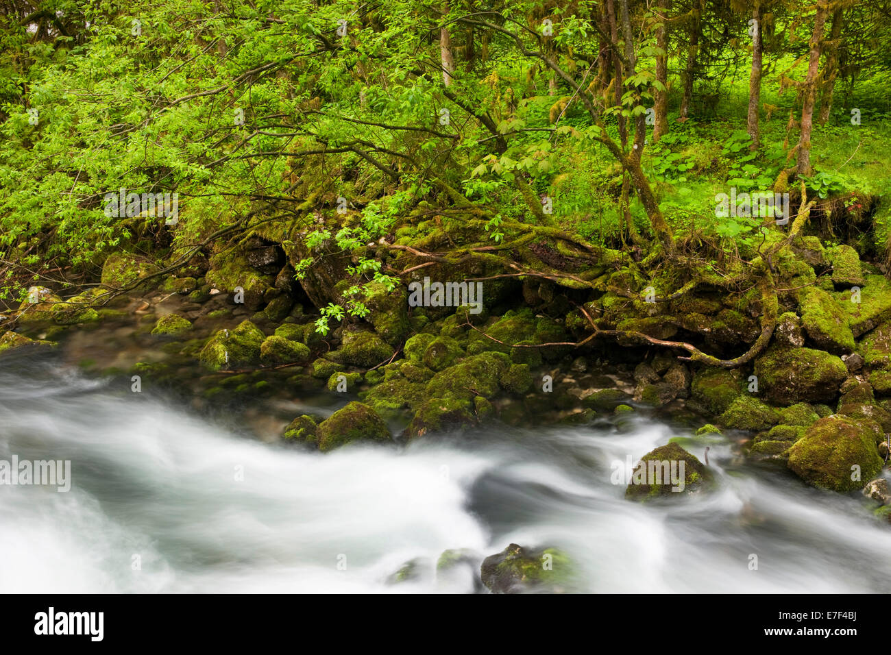 Bach mit moosbewachsenen Steinen, Dschungel, Gollinger Wasserfall, Salzburg, Österreich Stockfoto