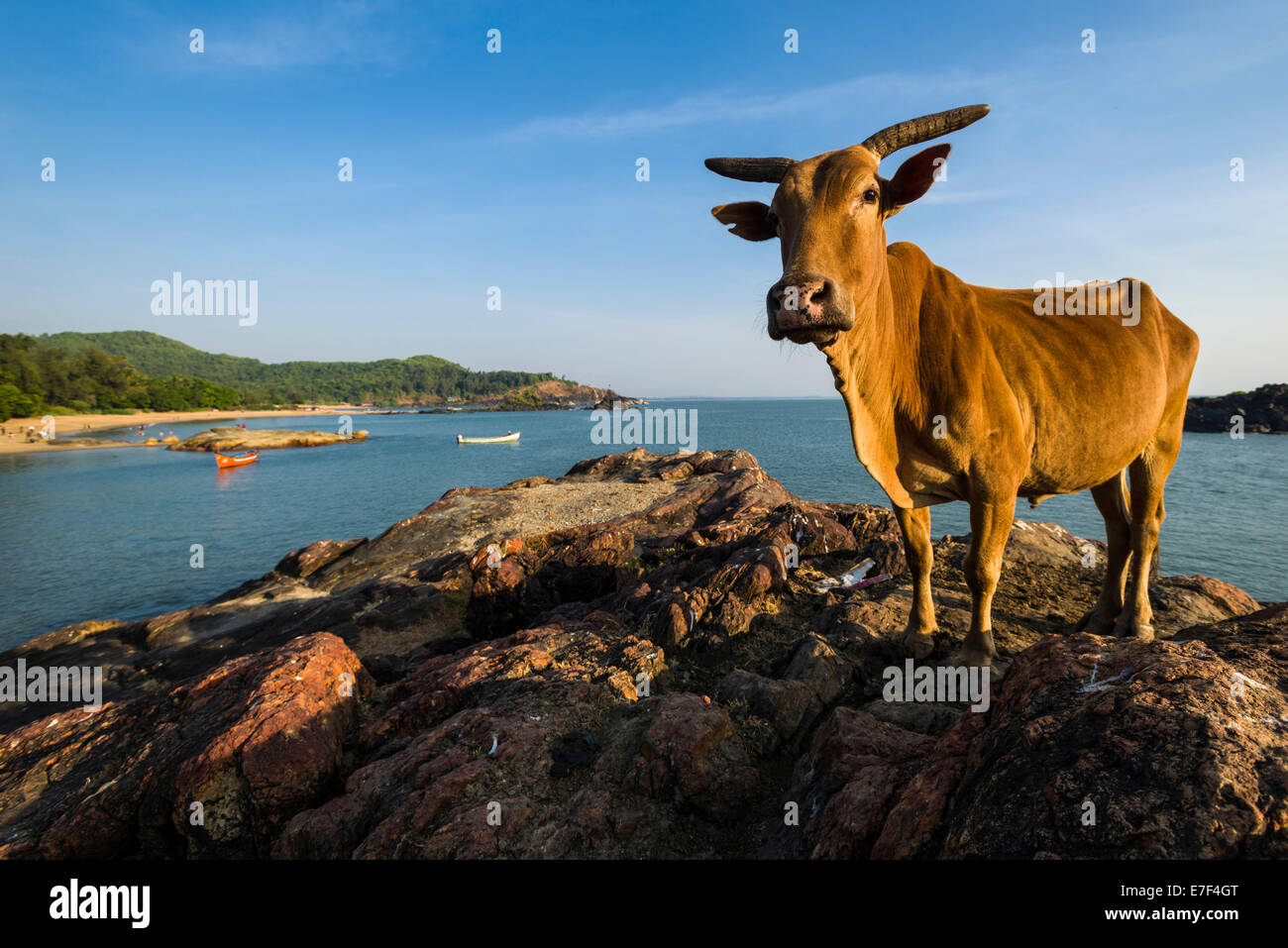Eine heilige Kuh steht auf einem Felsen am Om Beach, Gokarna, Karnataka, Indien Stockfoto