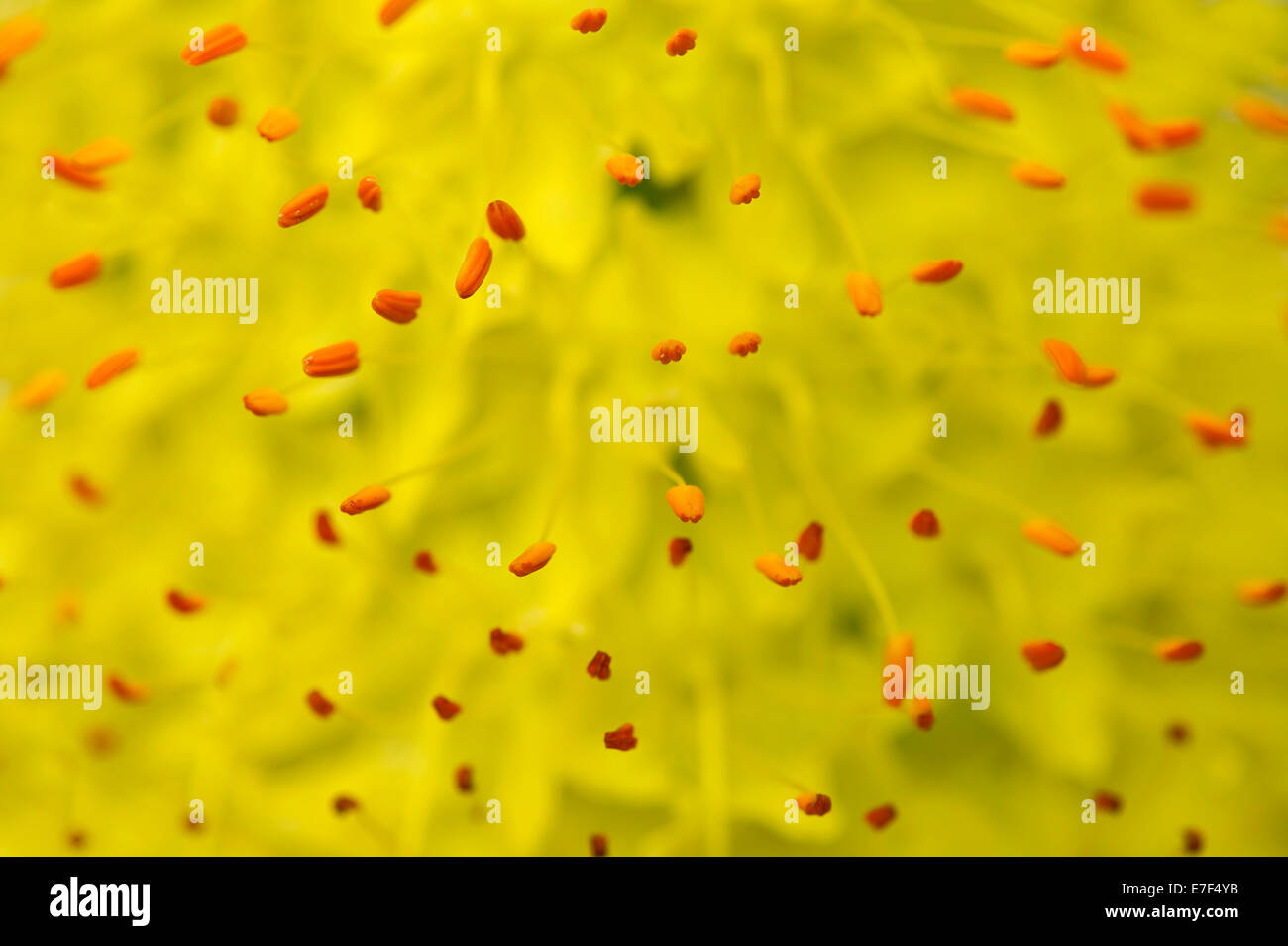 Staubblätter, Denseflower Königskerze (Verbascum Densiflorum), Makroaufnahme, detail Stockfoto
