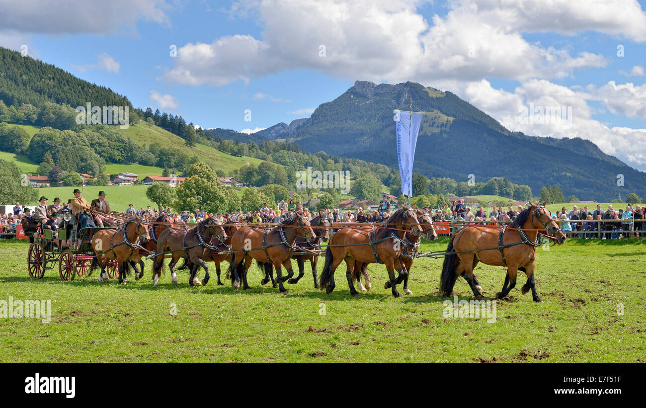 Zehn-Pferdekutsche mit kaltblütige Pferde aus dem Leitzachtal Valley, Mt Breitenstein an der Rückseite, erste internationale zehn-Pferd Stockfoto