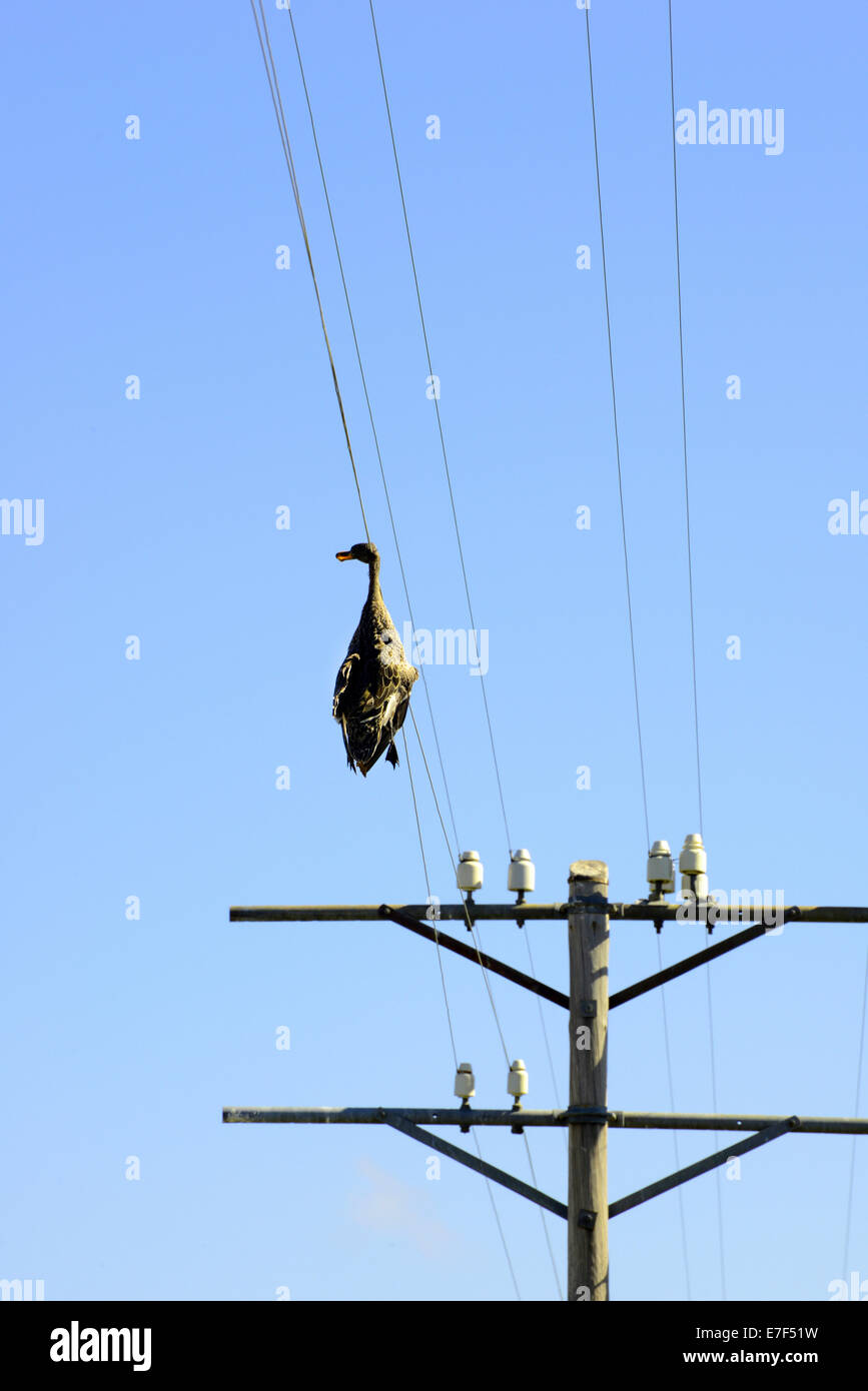 Tote Ente hängt an einer Hochspannungsleitung, Tierwelt Unfall, Provinz Free State, Südafrika Stockfoto
