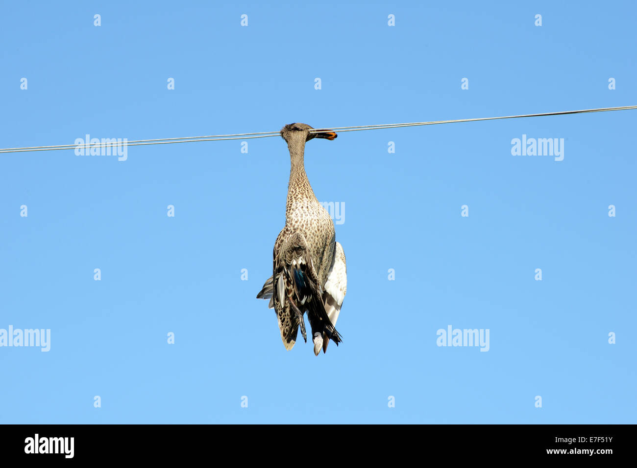 Tote Ente hängt an einer Hochspannungsleitung, Tierwelt Unfall, Provinz Free State, Südafrika Stockfoto