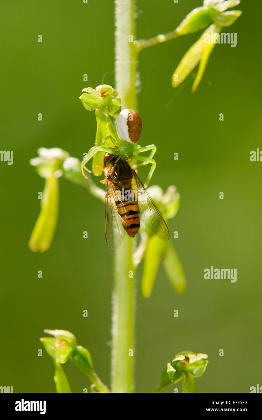 Goldrute Krabbenspinne (Misumena Vatia) erobert ein Hoverfly (Syrphidae), Thüringen, Deutschland Stockfoto