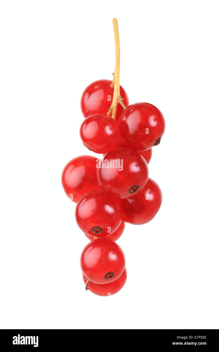 Rote Johannisbeeren, Rovanda Vielfalt Stockfoto