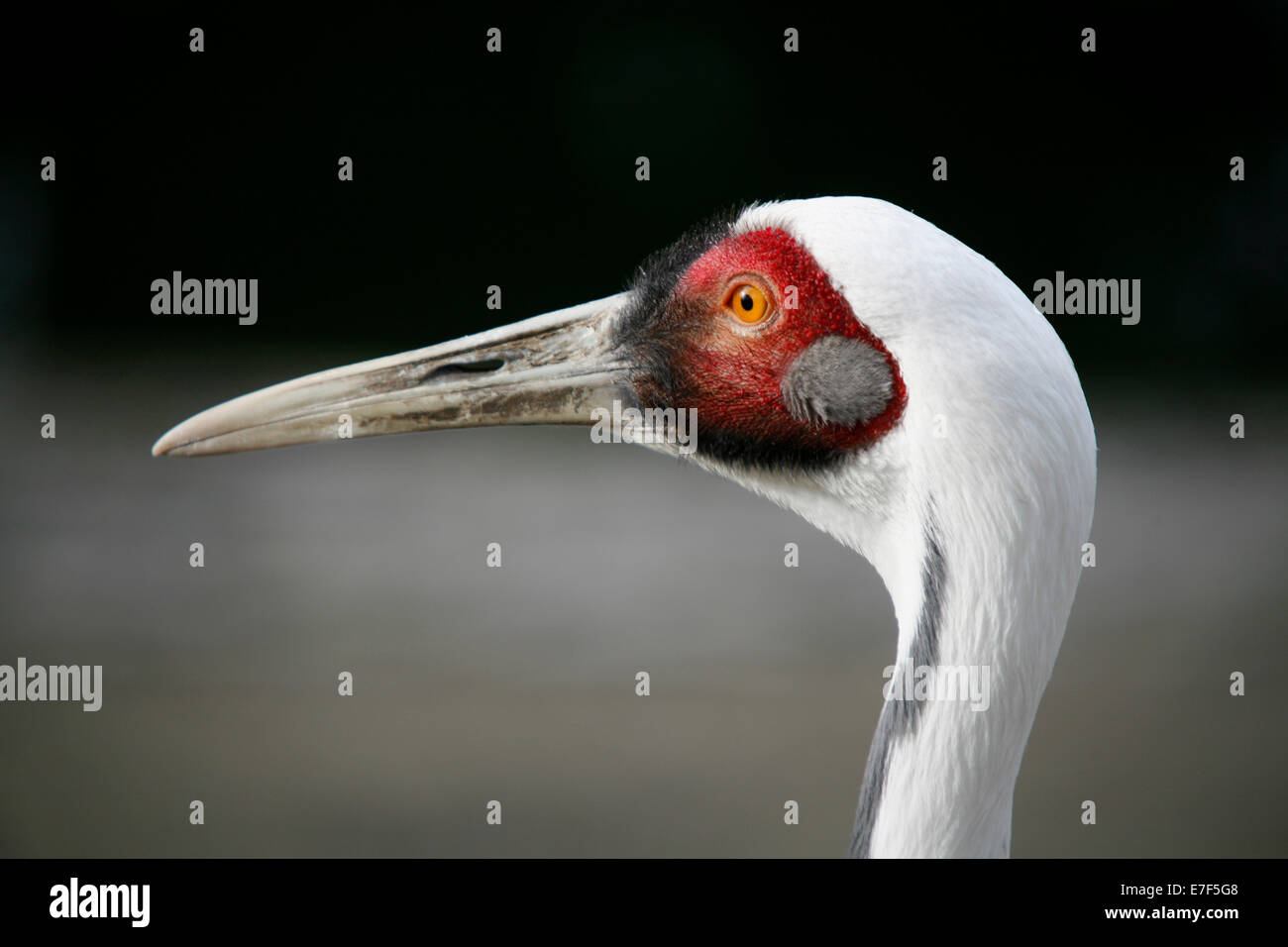 Weiß-naped Crane (Grus vipio), Tier Portrait, Captive Stockfoto