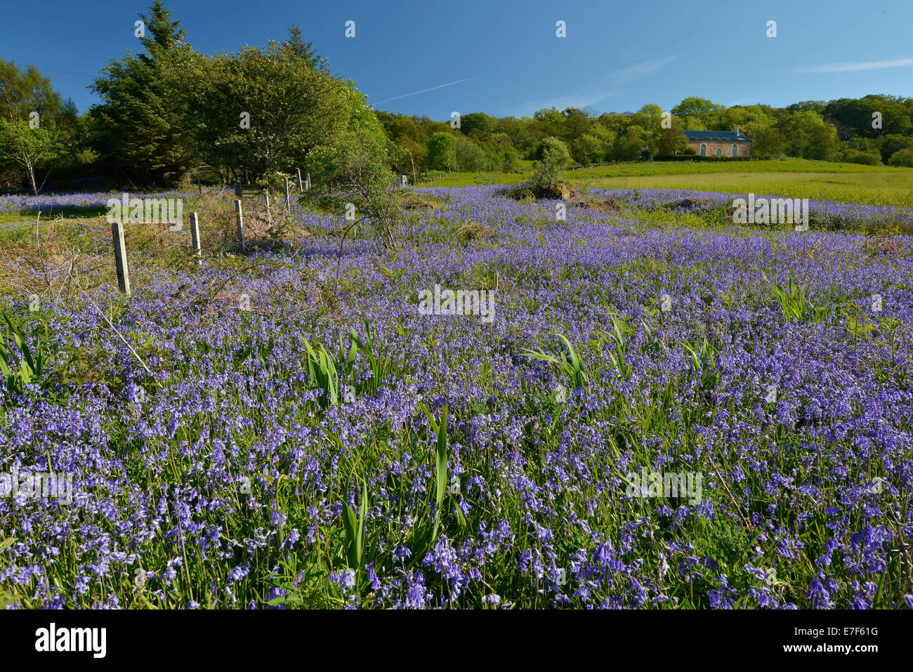 Blühende Sommerwiese mit einem kleinen Haus, Fionnphort, Argyll, Isle of Mull, Schottland, Vereinigtes Königreich Stockfoto