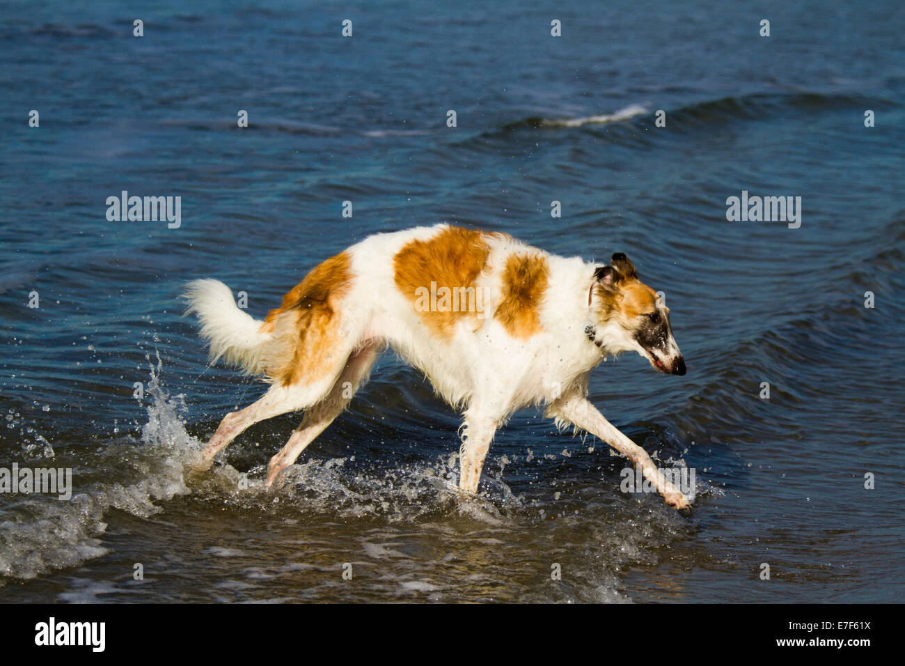 Barsoi oder Russisch Wolfhound, läuft in das Meer, Toskana, Italien Stockfoto