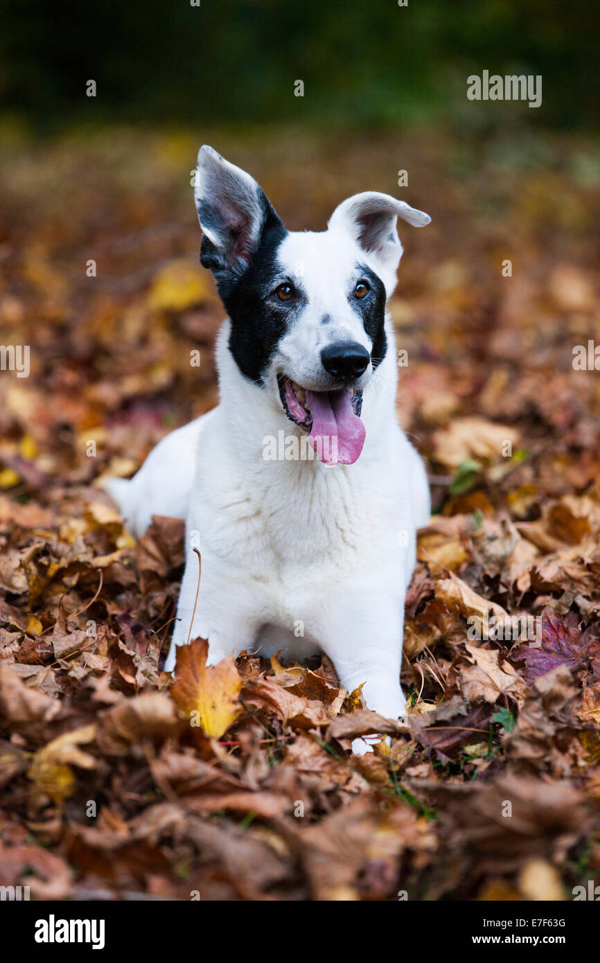 Mischlingshund, verlässt Mischling, schwarz / weiß, liegend auf Herbst Stockfoto