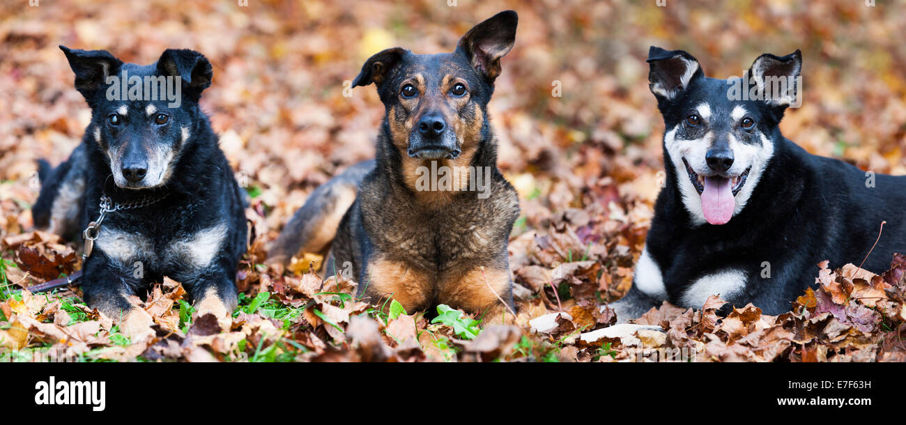 Drei gemischte Rasse Hunde, Mischlinge, liegend auf Blätter im Herbst Stockfoto