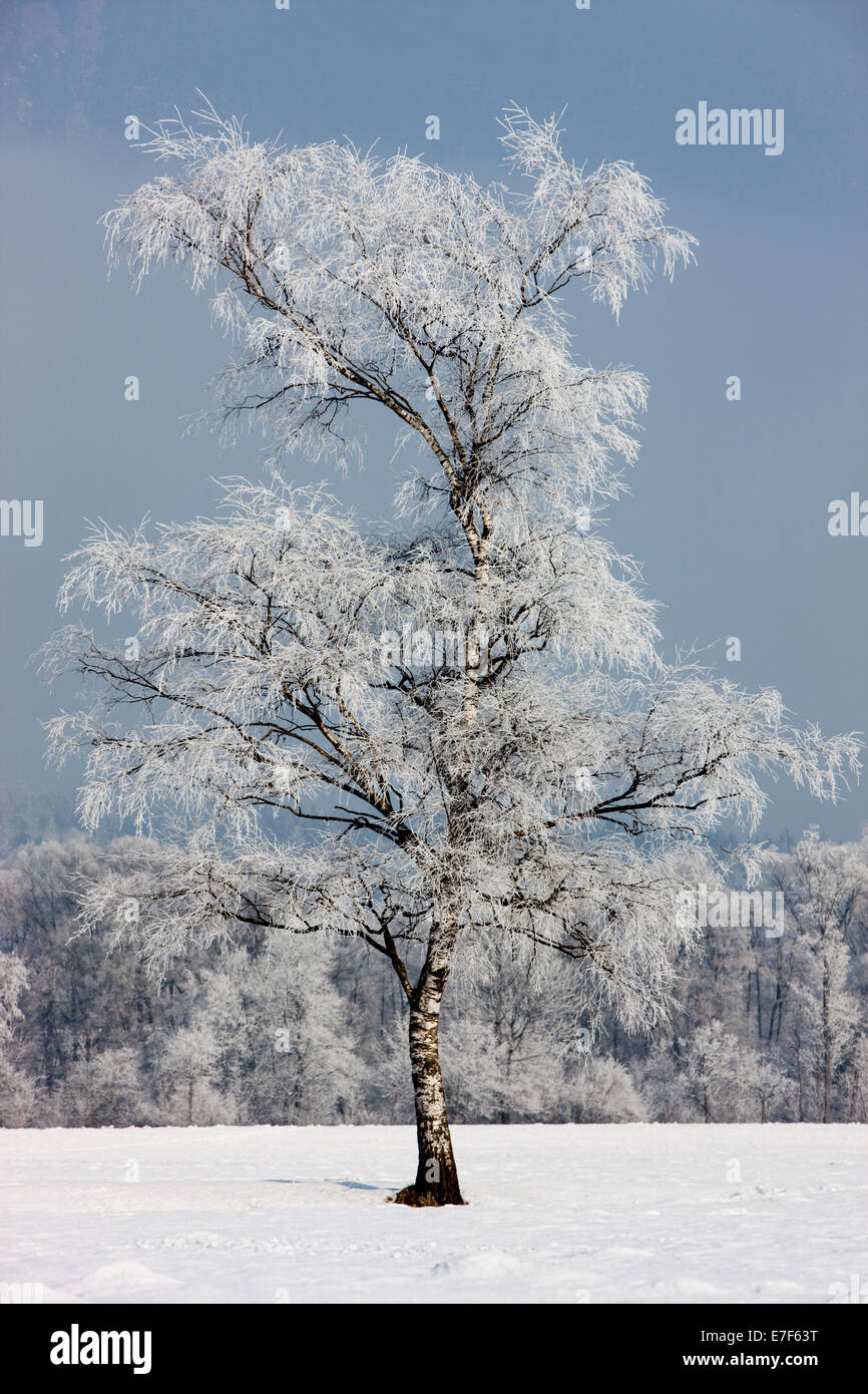 Birke, bedeckt mit Raureif, Nord-Tirol, Österreich Stockfoto