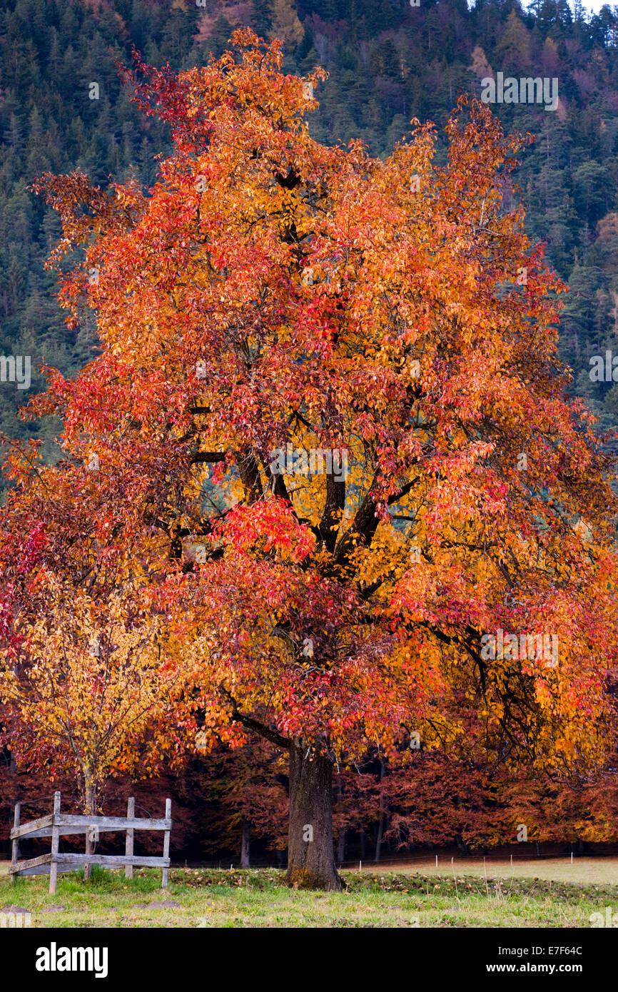 Apfelbaum im Herbst, Nord-Tirol, Österreich Stockfoto