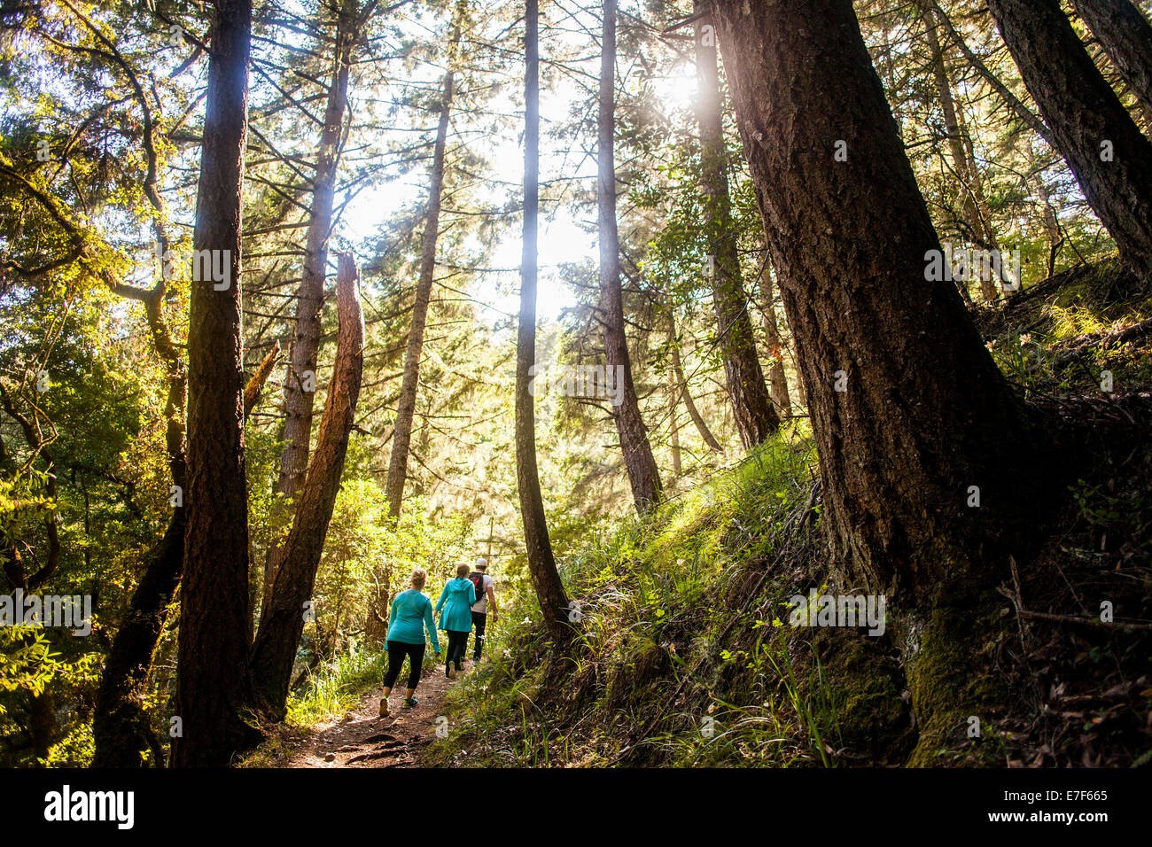 Frauen im sonnigen Wald wandern Stockfoto