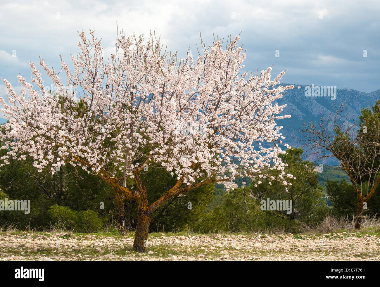 Mandelbaum im Süden Spaniens Stockfoto
