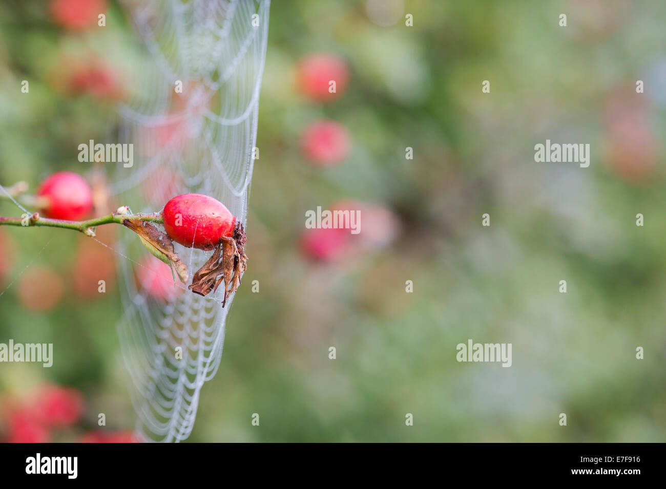 Rosa Canina. Spinnen-Netz mit Tau Hund Hagebutten auf den Busch in der englischen Landschaft verbunden Stockfoto