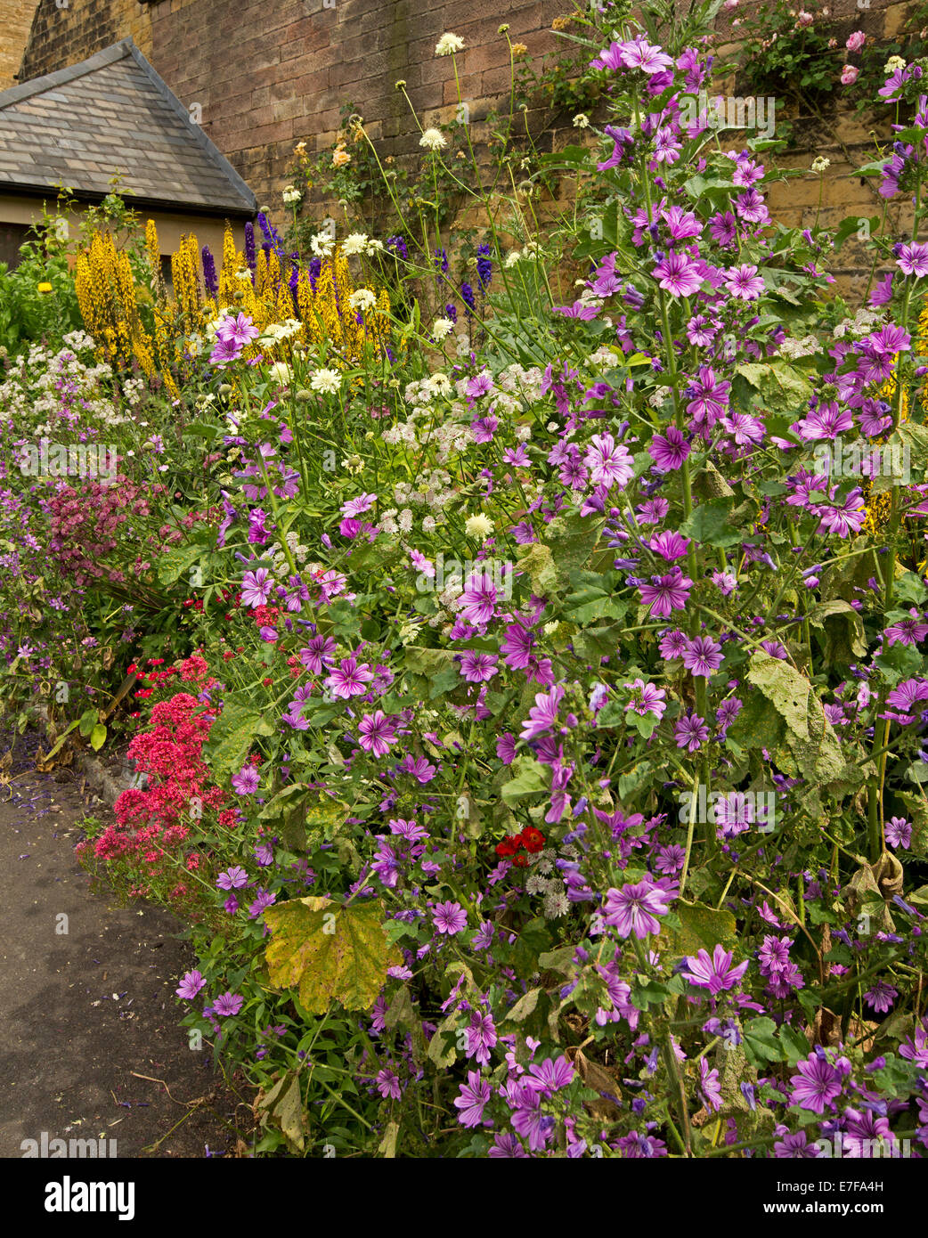 Bunter Frühling Display groß Blumen und Laub in krautigen Grenze neben Steinmauer im Bad Garten, Bakewell, England Stockfoto