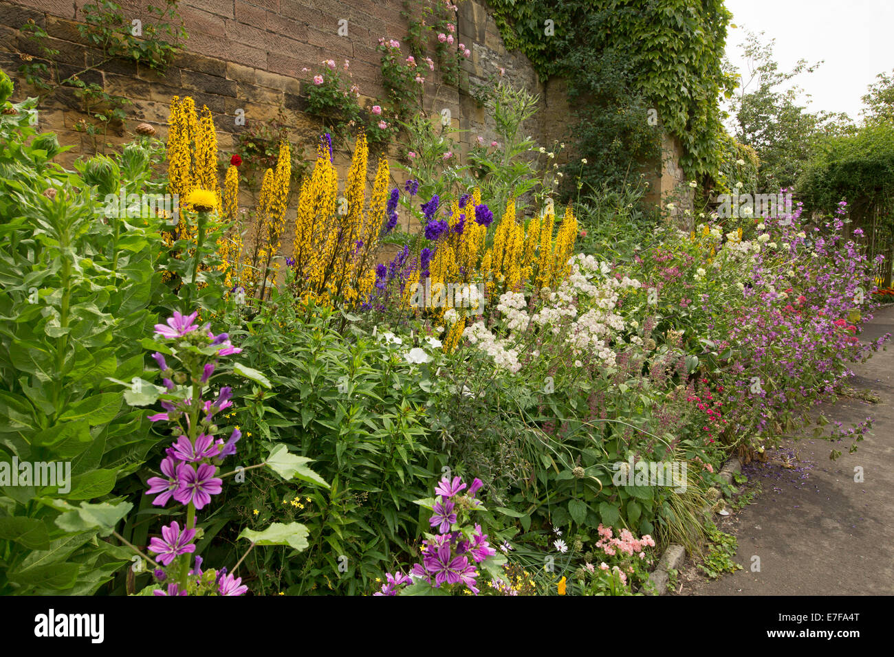 Bunter Frühling Display groß Blumen und Laub in krautigen Grenze neben Steinmauer im Bad Garten, Bakewell, England Stockfoto