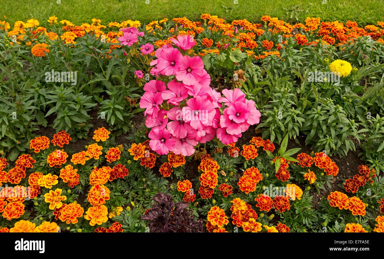 Bunter Frühling Display hell orange Französisch Ringelblumen und rosa Malven in Bad Gärten, Bakewell England Stockfoto