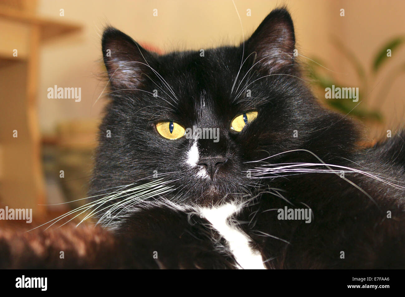 Nahaufnahme der Mündung der schwarzen Katze Stockfoto