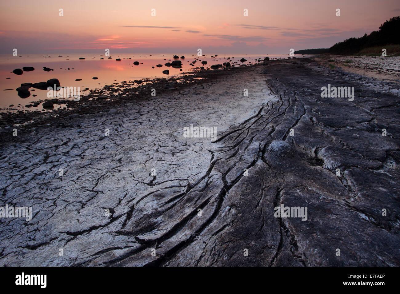 Textur des getrocknet und geknackt Algen an der Küste von Hiiumaa Insel, Estland Stockfoto