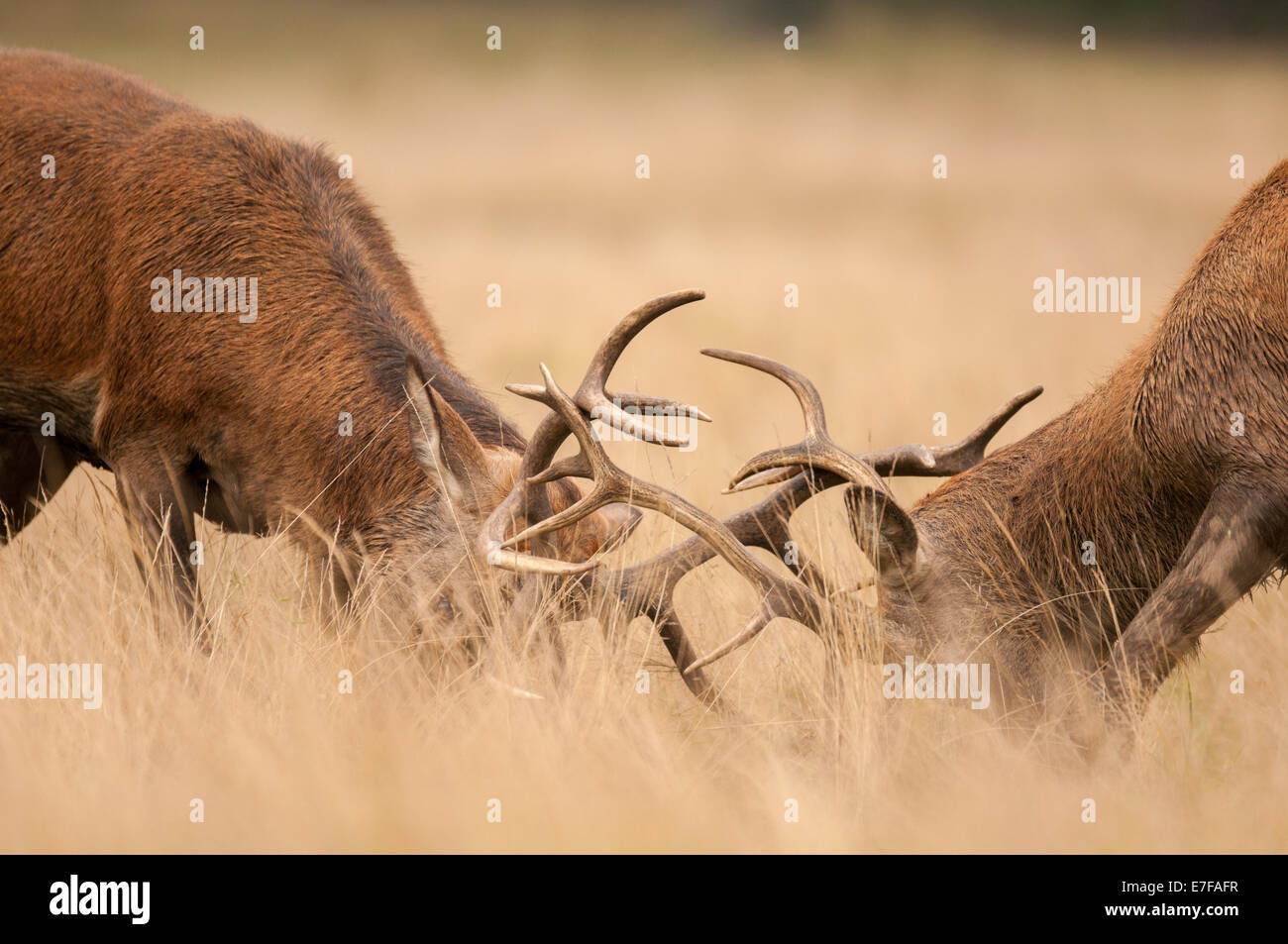 Zwei rote Rotwild Hirsch Brunft im Richmond Park, London, UK Stockfoto