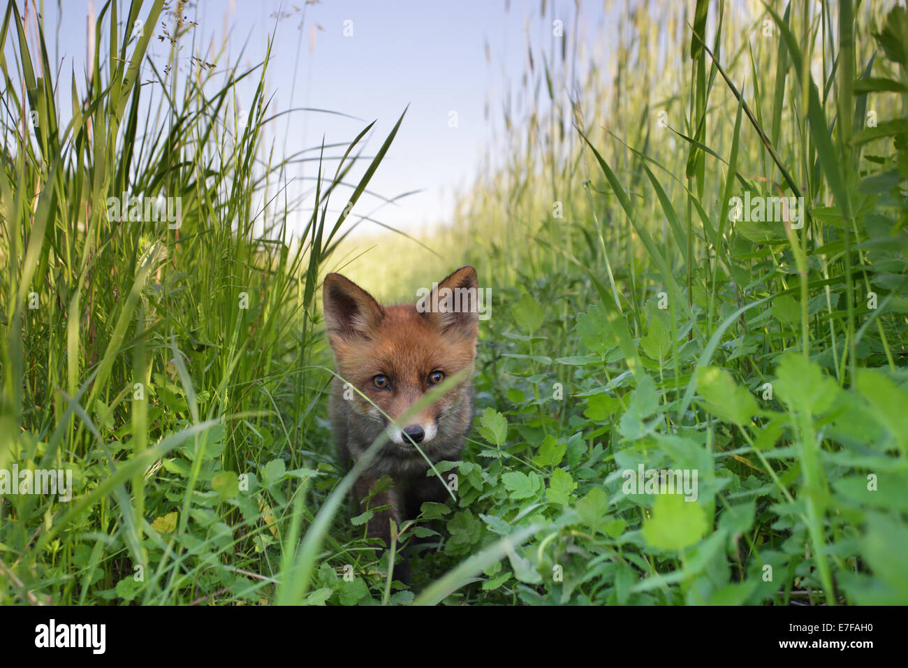 Red Fox Pup (Vulpes Vulpes) schleicht sich in den Rasen. Weitwinkeleinstellung. Stockfoto