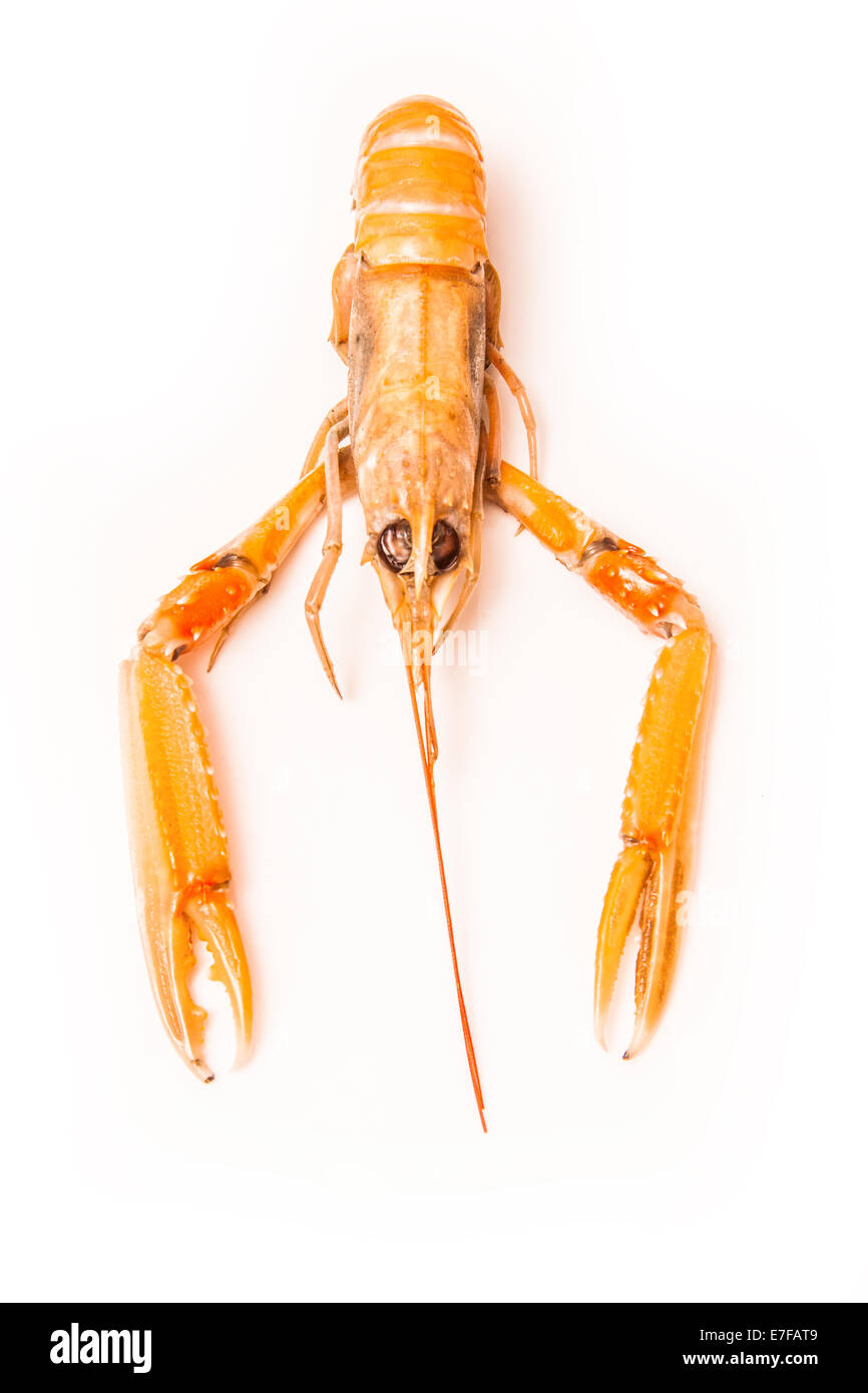 Kaisergranat (Nephrops norvegicus), Dublin Bay Prawn oder Norwegen Hummer isoliert auf einem Weißer Studiohintergrund.ostine Stockfoto