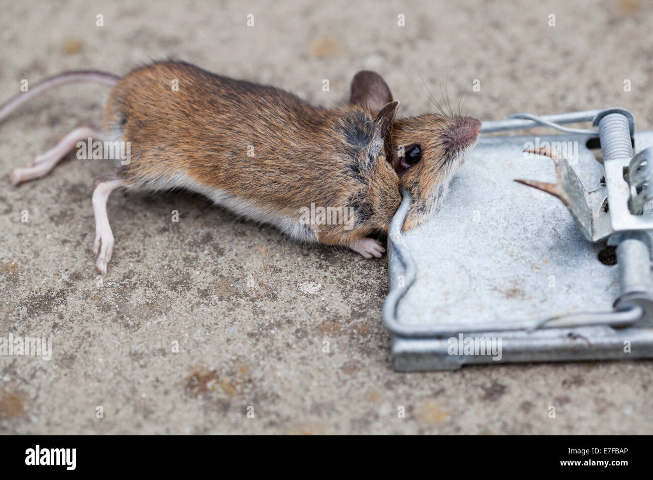 Tote Maus in einer Mausefalle gefangen Stockfoto