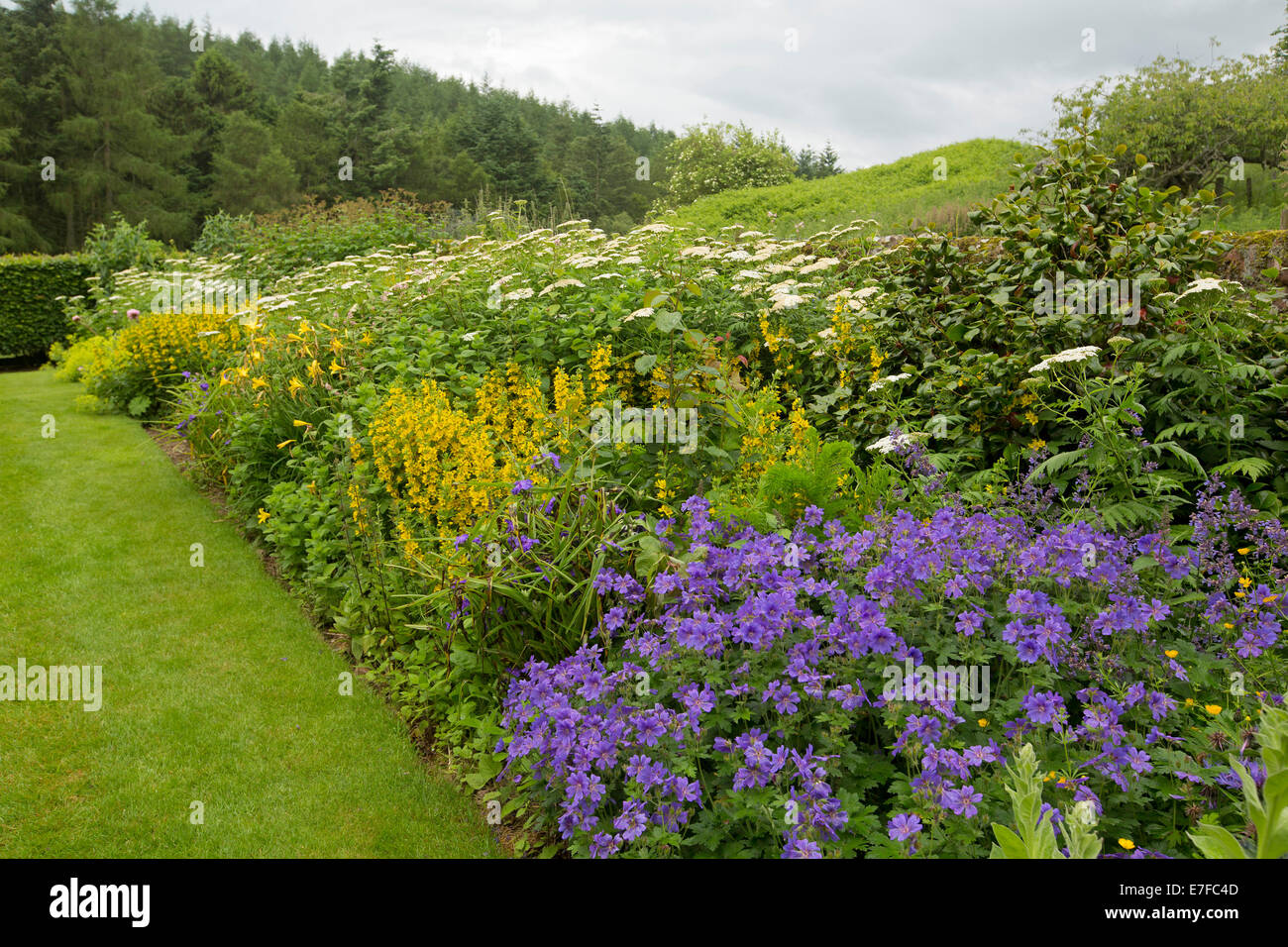 Farbenfrohe Stauden Grenze mit Masse von lila, gelben und weißen Blüten neben Smaragd grünen Rasen im Garten auf historischen Edzell Castle in Schottland Stockfoto