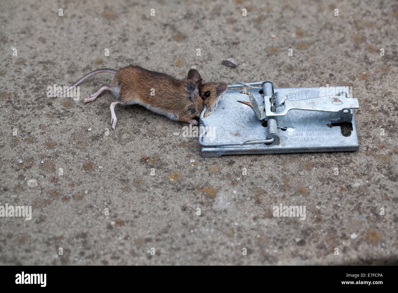 Tote Maus in einer Mausefalle gefangen Stockfoto
