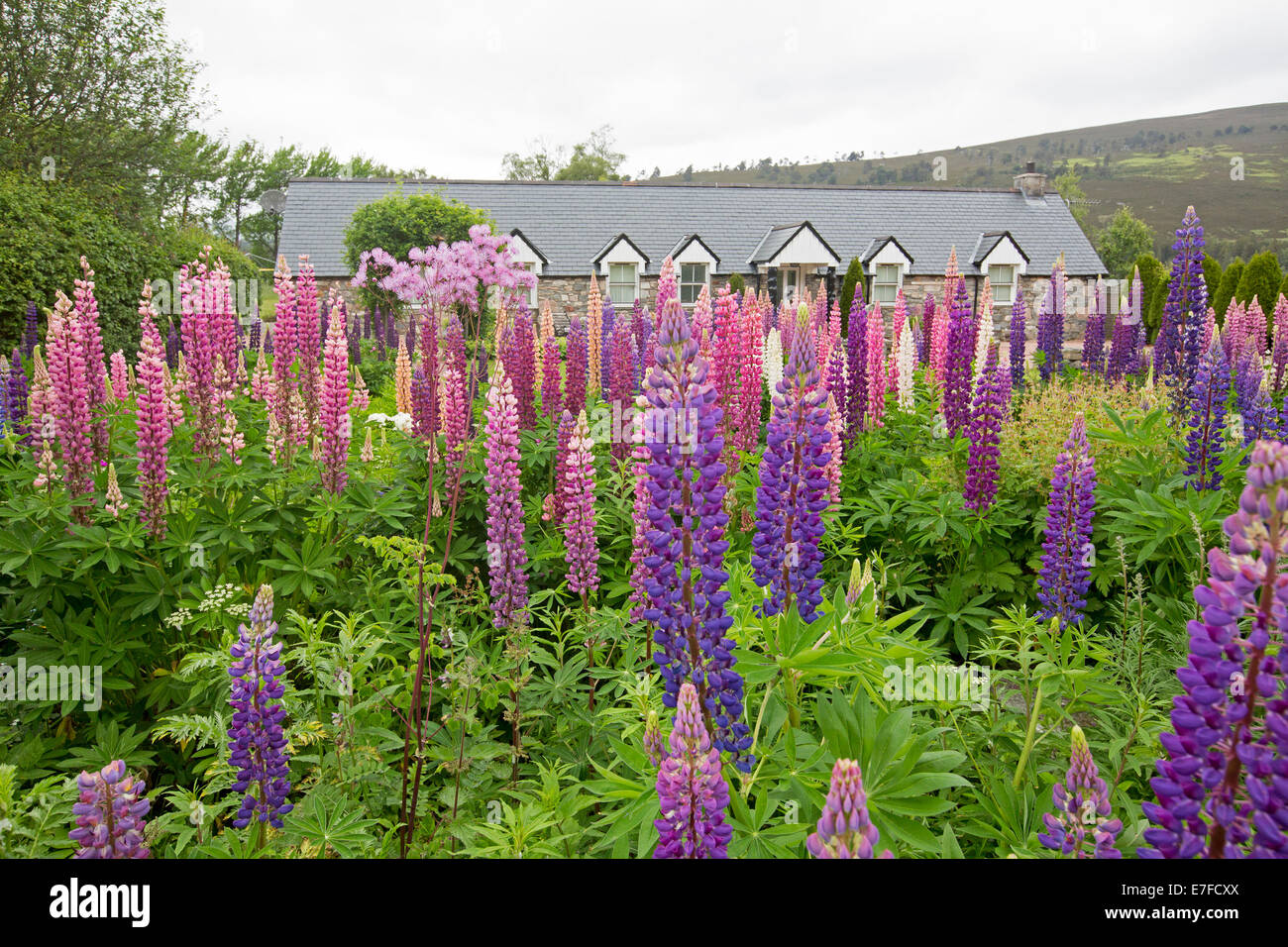 Land Haus /cottage in Schottland fast versteckt von Garten mit Massen von hohen bunten Lupinen blühen im Frühjahr. Stockfoto
