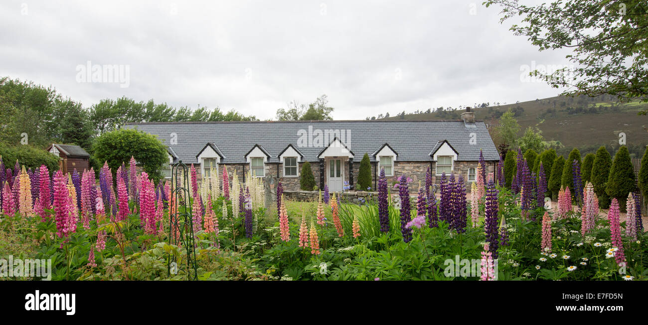 Panoramablick über Landhaus / Ferienhaus in Schottland mit Garten mit Massen von hohen bunten Lupinen blühen Stockfoto