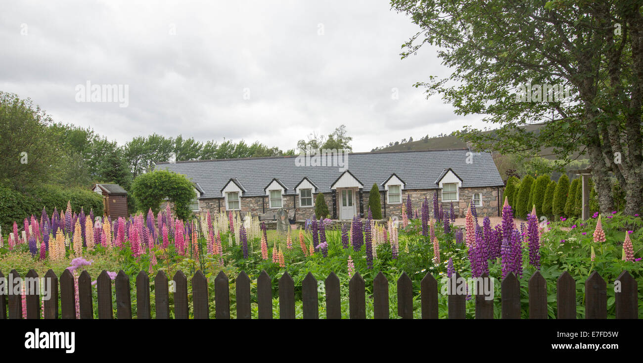 Panoramablick über Landhaus / Ferienhaus in Schottland mit Garten mit Massen von hohen bunten Lupinen blühen neben Lattenzaun Stockfoto