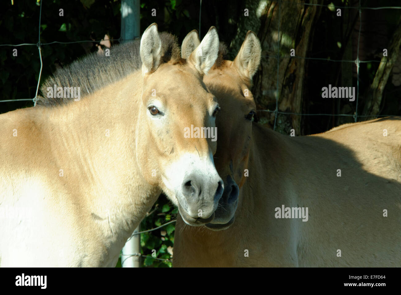 Przewalski Pferd oder Dzungarische Pferd, ist eine seltene und vom Aussterben bedrohte Unterart des Wildpferd (Equus Ferus). Stockfoto