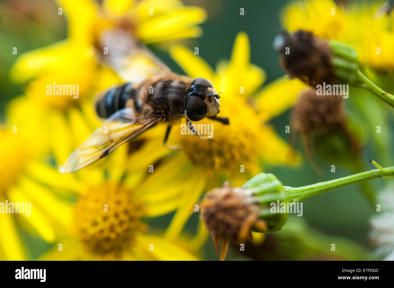 Eine Makroaufnahme einer Hoverfly, Dronefly, Eristalis Tenax, Fütterung auf Kreuzkraut, Jacobaea Vulgaris. Stockfoto