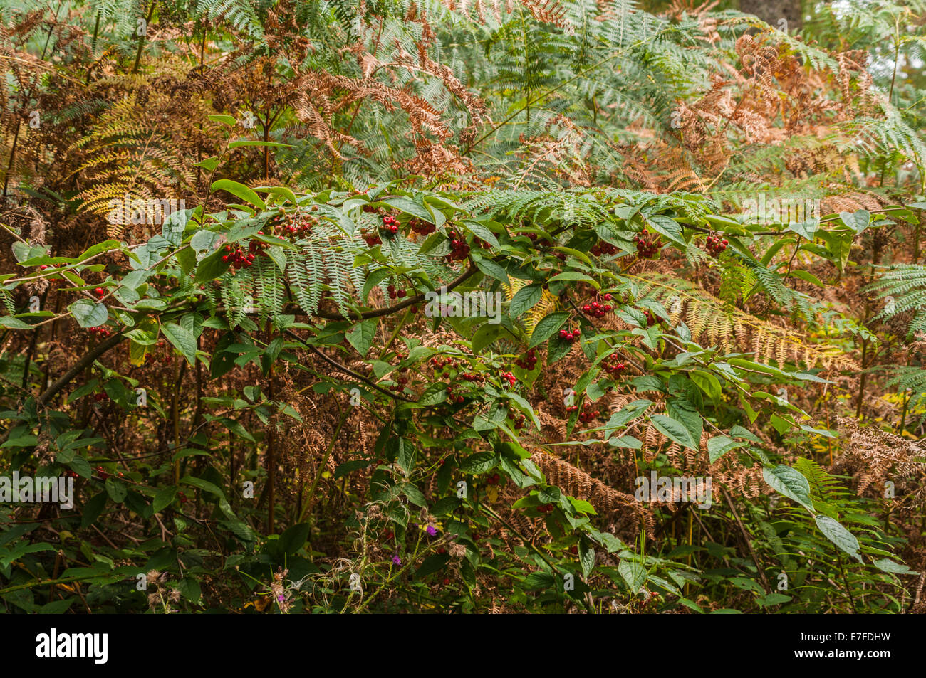 Wilde Zwergmispel wächst inmitten der Vegetation in Mabie Forest, Dumfries, Schottland. Stockfoto