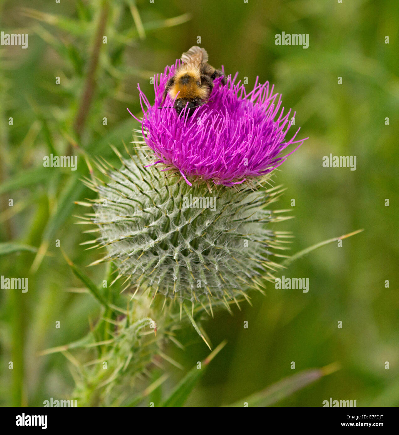 Biene auf lila Blume des Kratzdistel, Cirsium Vulgare vor grünem Hintergrund in der Nähe von Buntsland, Schottland Stockfoto