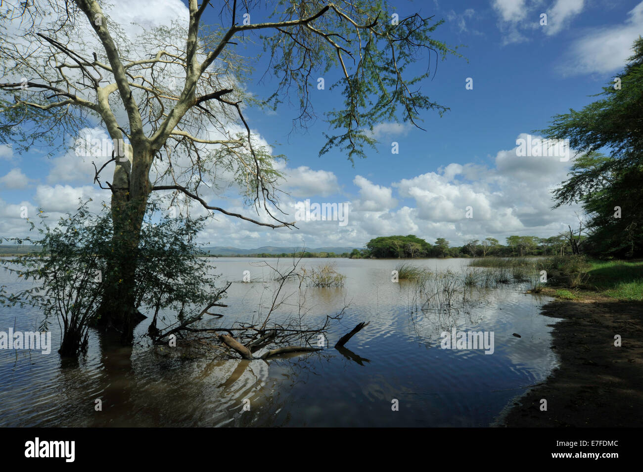 Reflexion von Fieber Baum Acacia Xanthophloea in ruhigem Wasser der Nsumo Pan im Mkhuze Nature Reserve KwaZulu-Natal South Africa Stockfoto