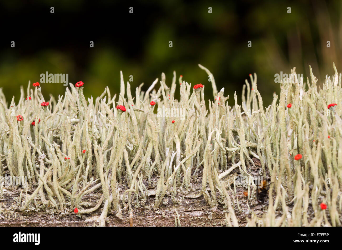 Lippenstift Cladonia (Cladonia Macilenta) mit roten Fruchtkörper Stockfoto