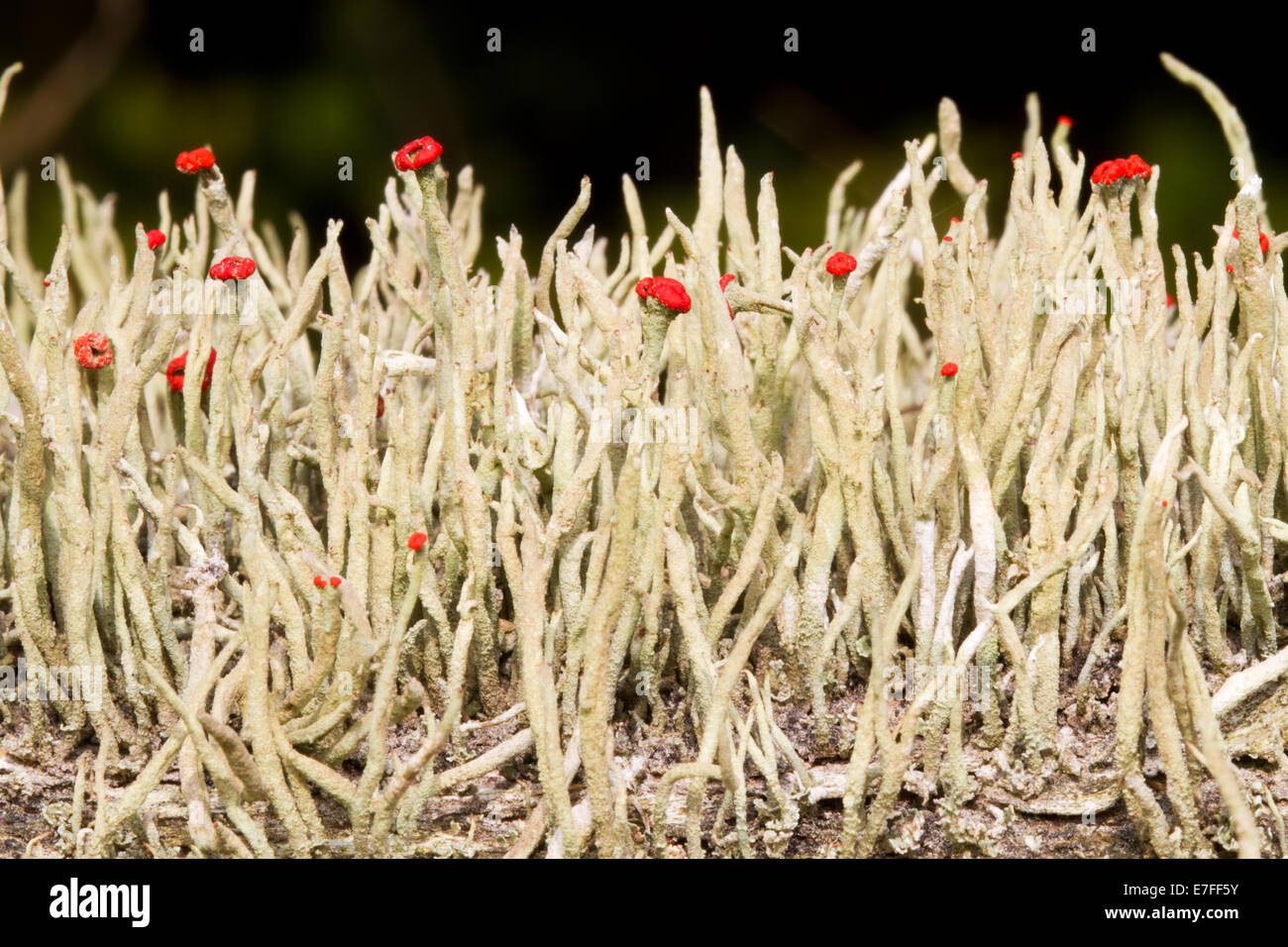 Lippenstift Cladonia (Cladonia Macilenta) mit roten Fruchtkörper Stockfoto