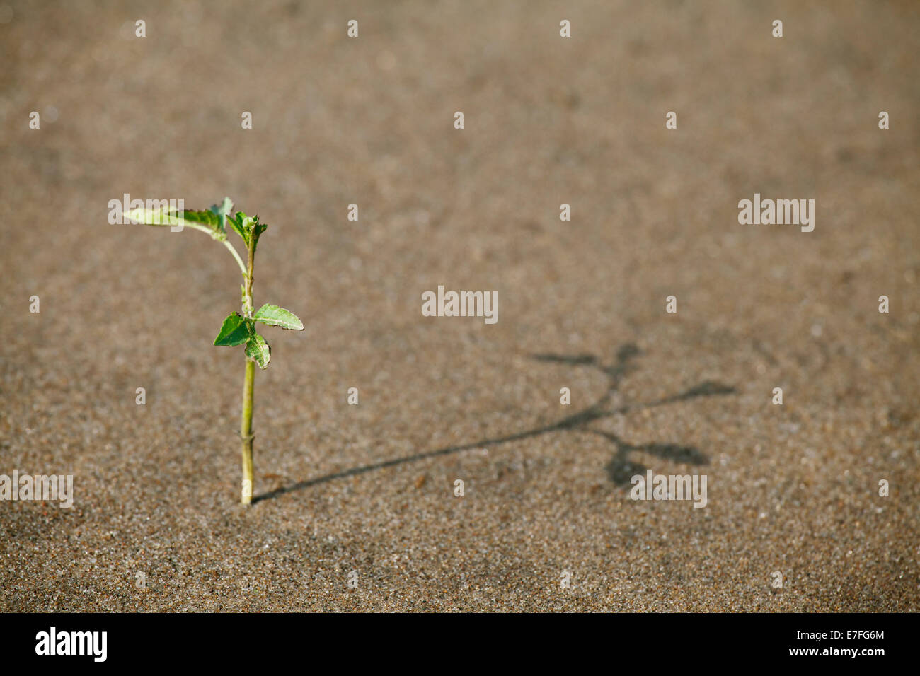 Pflanze wächst in den Sand, angepasst an das heiße Klima Stockfoto