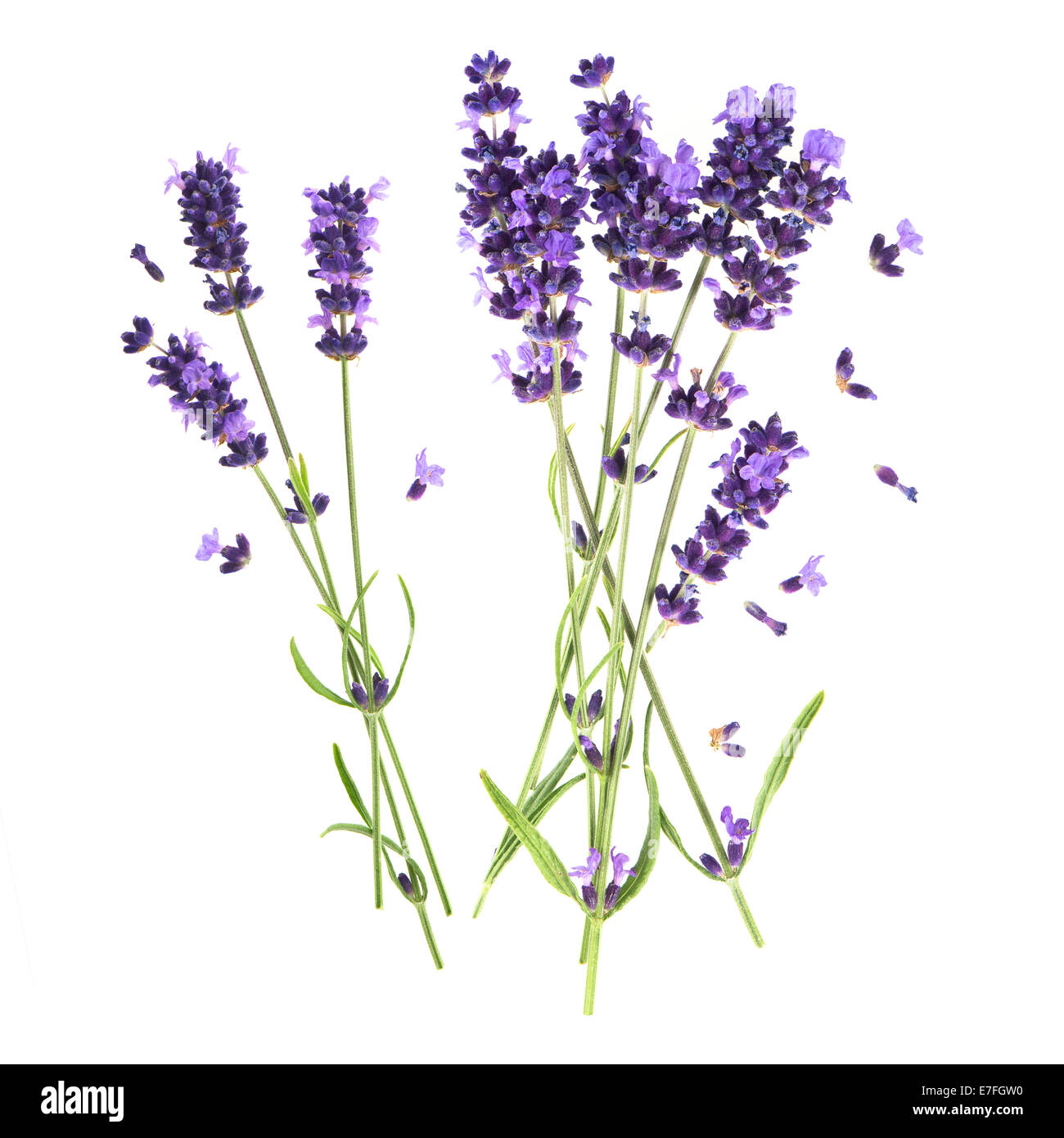 Lavendel Blumen isoliert auf weißem Hintergrund. frische Blüten Stockfoto